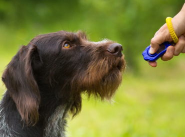 Come addestrare il cane? il metodo del Clicker Training
