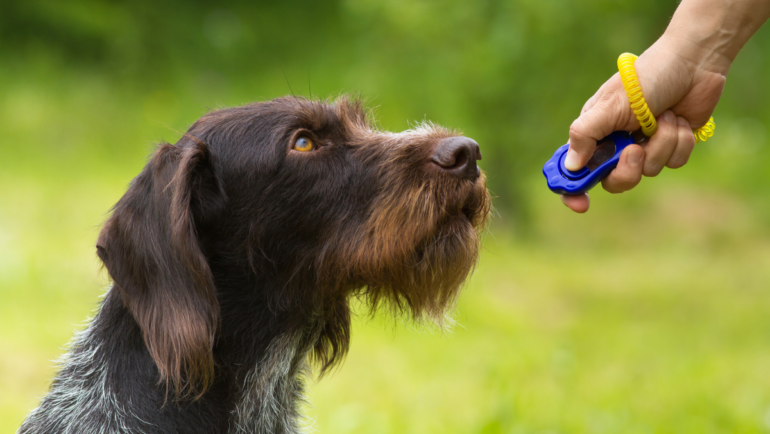 Come addestrare il cane? il metodo del Clicker Training