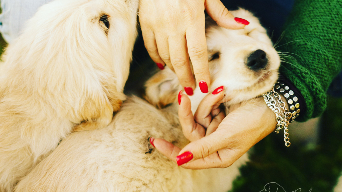 Il Fascino del Golden Retriever: Carattere, Caratteristiche e Storia