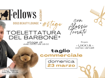 STAGE DI TOELETTATURA DELLA RAZZA BARBONE CON ALESSIO TROVATO – DOMENICA 23 MARZO