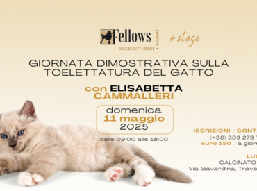 STAGE SULLA TOELETTATURA DEL GATTO CON ELISABETTA CAMMALLERI / 11 MAGGIO