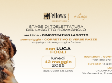 STAGE SULLA TOELETTATURA DEL LAGOTTO CON LUCA FOGLI / 12 MAGGIO