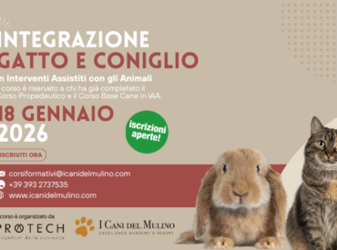Integrazione Gatto e Coniglio 18 Gennaio